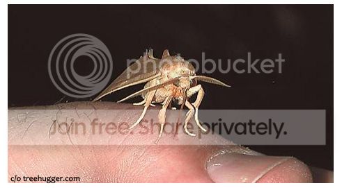 vampire moth Pictures, Images and Photos