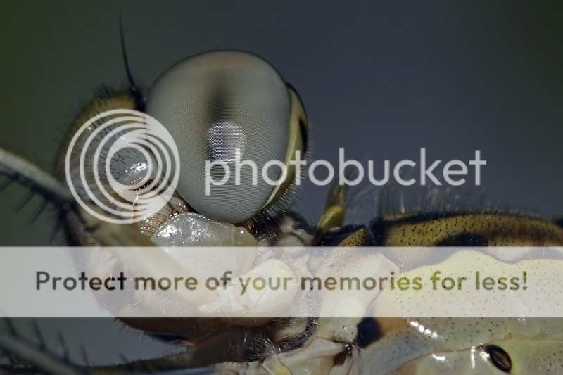 IMAGE: http://i379.photobucket.com/albums/oo235/CamDiver/reworked.jpg