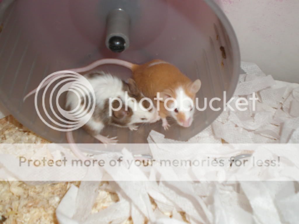 3 fancy mice for sale london fulham sw6 2ln Reptile Forums