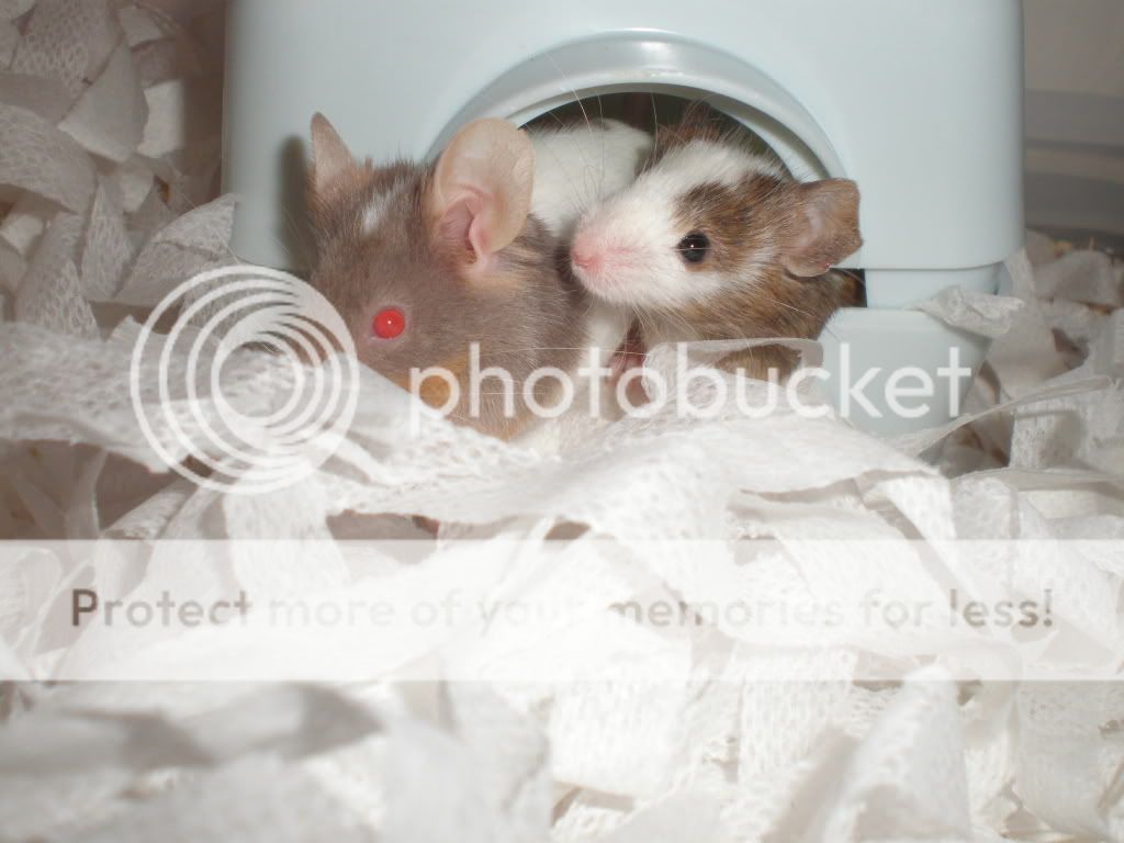 3 fancy mice for sale london fulham sw6 2ln Reptile Forums