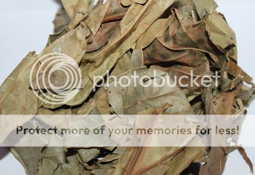 Daun Sukun photo DaunSukun.jpg