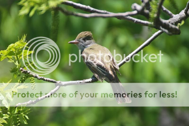  photo Flycatcher2.jpg