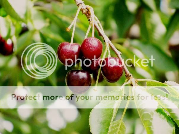 naturepictures.jpg
